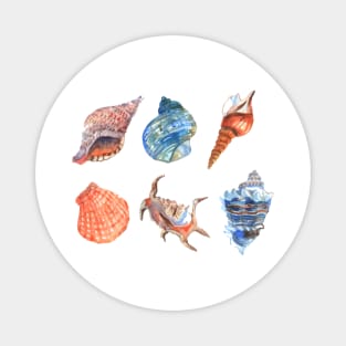 Shell Collection Magnet